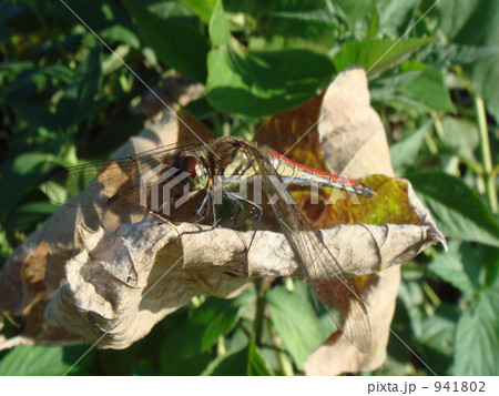 トンボ トンボ 941802