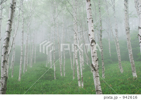 白樺林 白樺林 942616