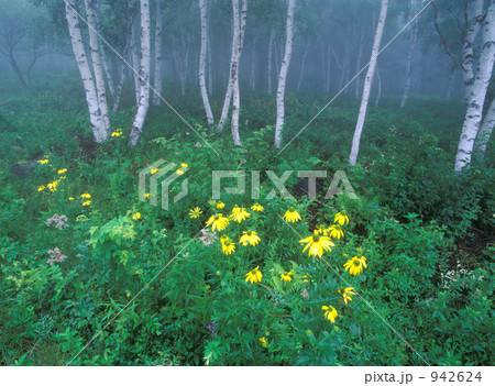 白樺林 白樺林 942624