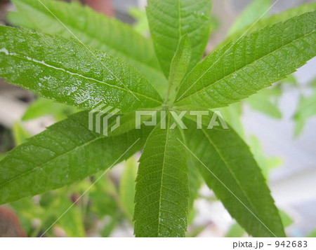 癒しのグリーン　ﾚﾓﾝﾊﾞｰﾑ 942683