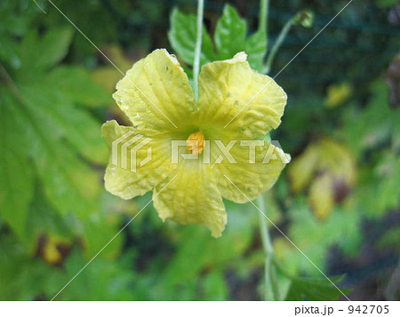 きれいな黄色のゴーヤの花 きれいな黄色のゴーヤの花 942705