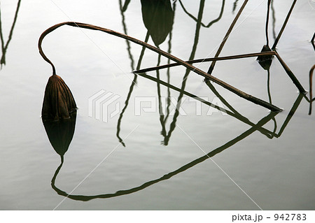 枯れ花・・・ 942783