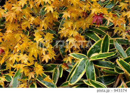 紅葉と笹 紅葉と笹 943374