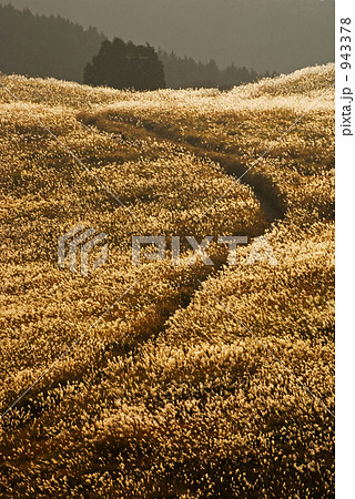 ススキの原 943378