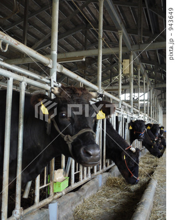 牛舎004 943649