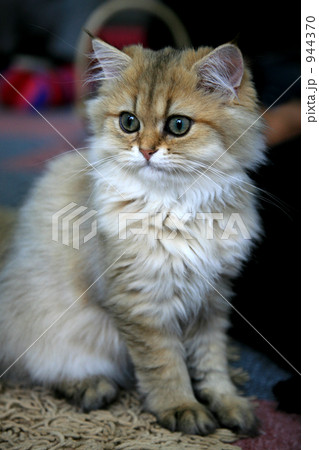 まなざし・・・ まなざし・・・ 944370