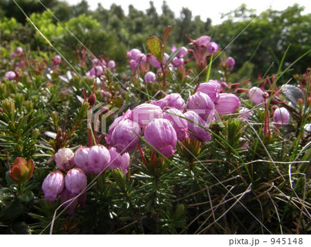 エゾノツガザクラ（中央）とコエゾツガザクラ（左）の共生 945148