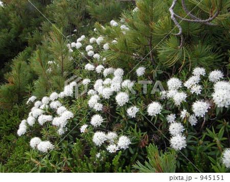 エゾイソツツジの花 945151