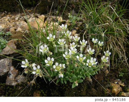 チシマクモマグサ チシマクモマグサ 945186