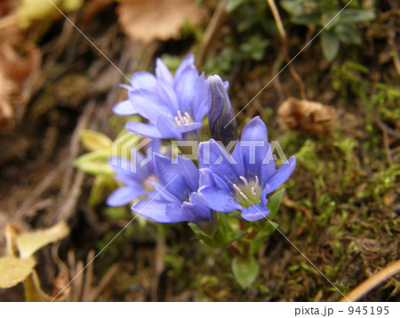 ミヤマリンドウ 945195