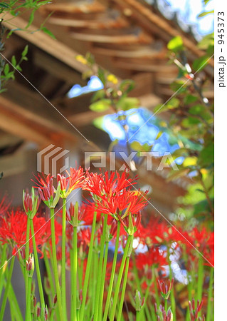 彼岸花　1 945373