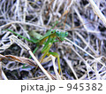 ひっそりとカマキリ 945382