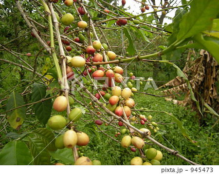 コーヒーの実 コーヒーの実 945473