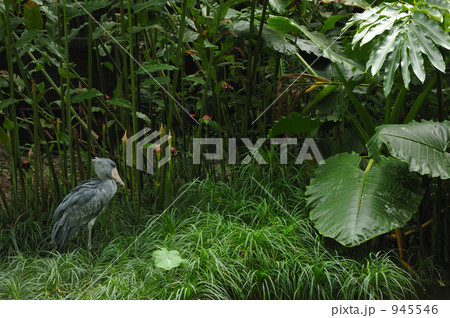 不動 不動 945546