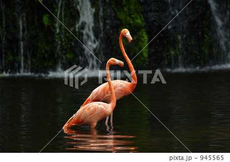 滝をバックに 945565