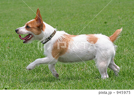 走る犬の写真素材