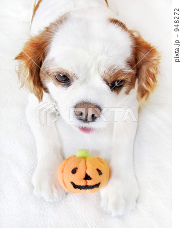 キャバリアとミニカボチャ 948272