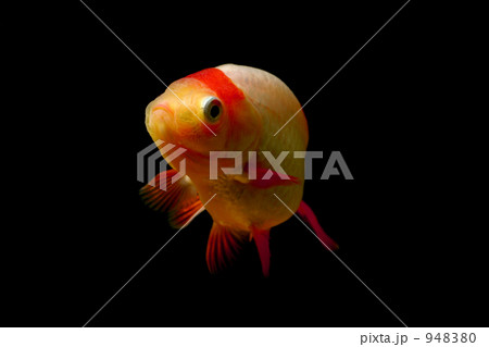 金魚 金魚 948380