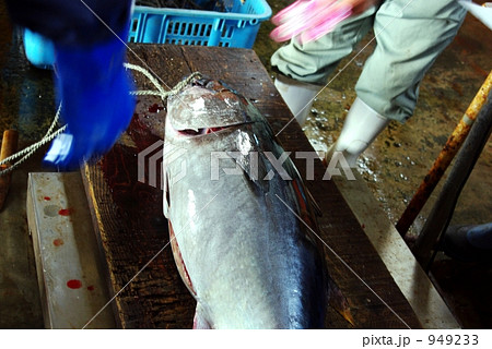 松前産本マグロ 松前産本マグロ 949233