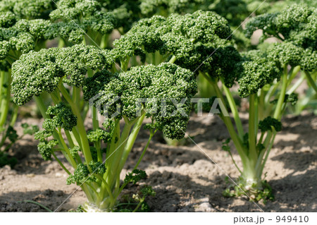 収穫期のパセリ畑 収穫期のパセリ畑 949410