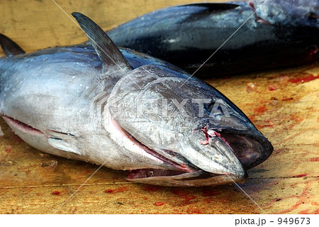 松前産ほんまぐろ 949673