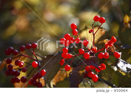 カンボクの実 カンボクの実 950064