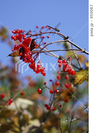 カンボクの実 950067