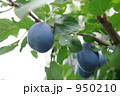 プルーン 950210