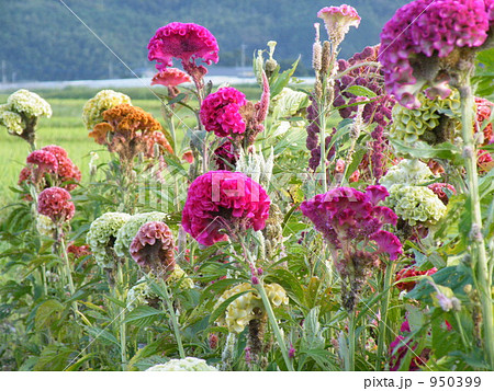 ケイト畑 ケイト畑 950399