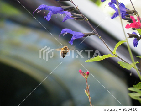 ミツバチとセイジ ミツバチとセイジ 950410