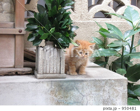 お稲荷さんの猫 950481