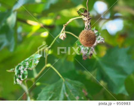 プラタナス 950983