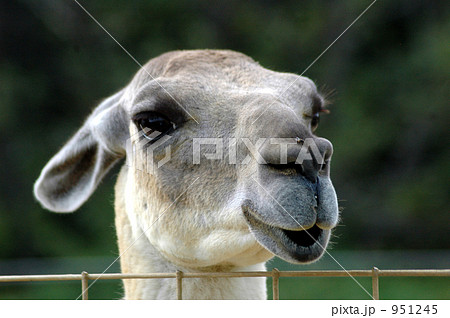 ラマの顔 951245