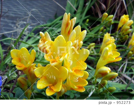 庭に咲く黄色い花フリージア 952273