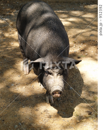 黒い豚の写真素材