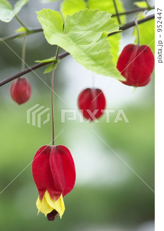 チロリアンランプ 952447