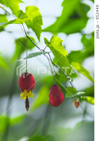 チロリアンランプ 952449