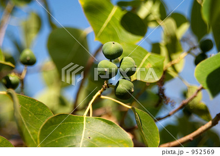 ナンキンハゼの実 952569
