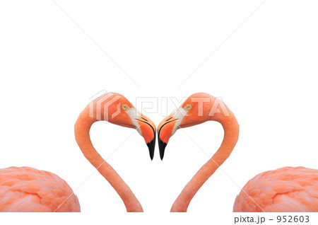 フラミンゴのハートマークの写真素材