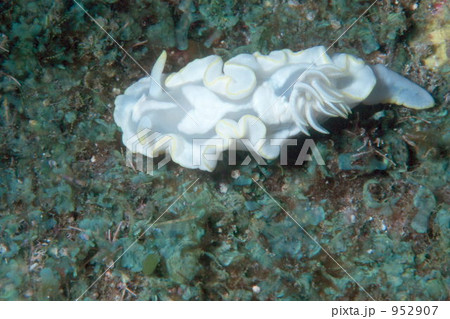 ウミウシ 952907