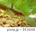 水槽の中のドジョウ 953048