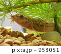 水槽の中のドジョウ 953051