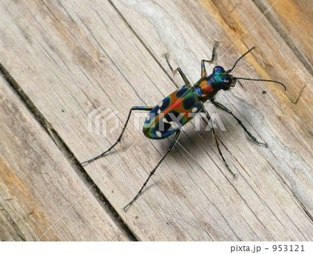 カラフルな甲虫 953121
