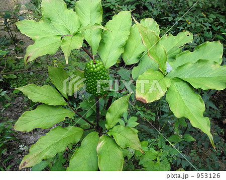 緑の実 953126