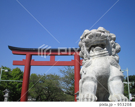 鎌倉鶴岡八幡の狛犬（右側） 953208