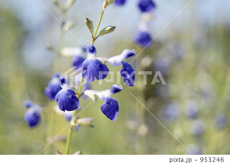 コバルトセージ 953246