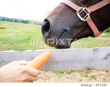 馬ににんじん 953265