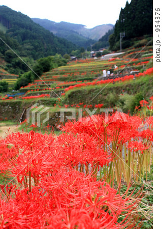 彼岸花 954376