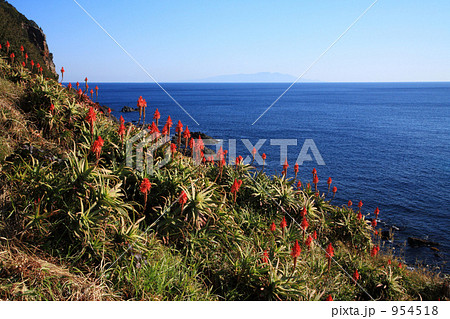アロエの花と海 アロエの花と海 954518