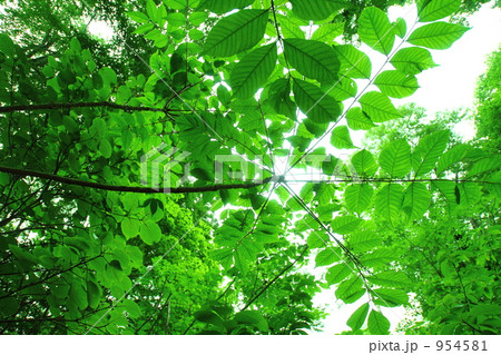 緑の林 954581